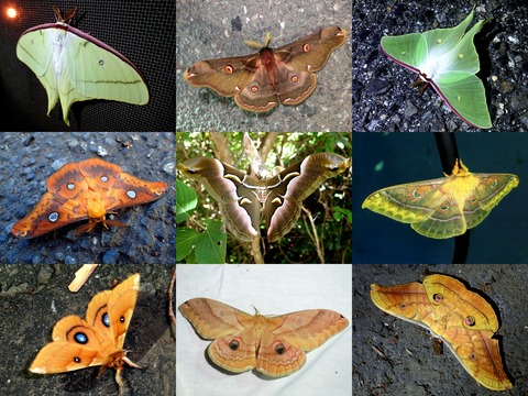 アフリカオオメヤママユ　特大ペア アフリカオオメヤママユ特大ペア