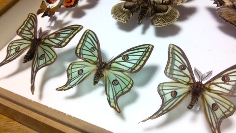 イザベラミズアオの学名 : Insect trails