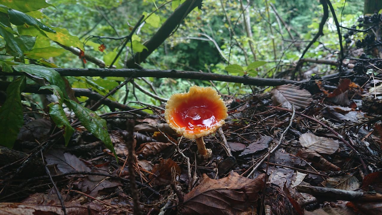 DSC_0230