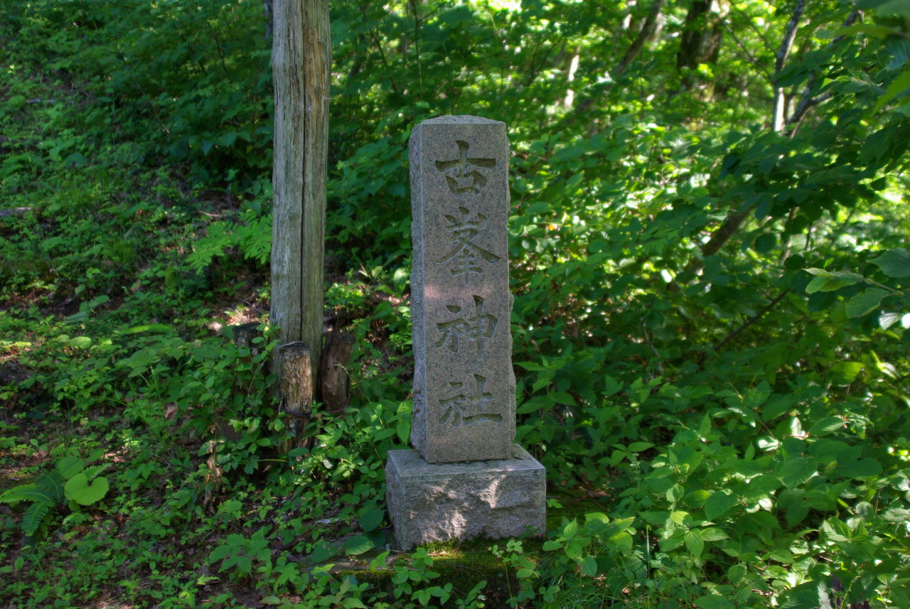 IMGP0623