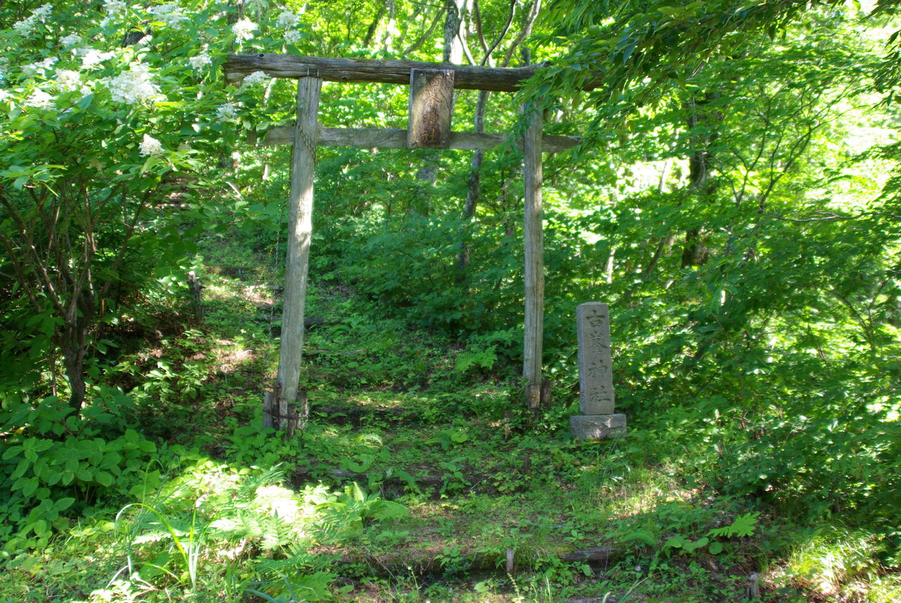 IMGP0622