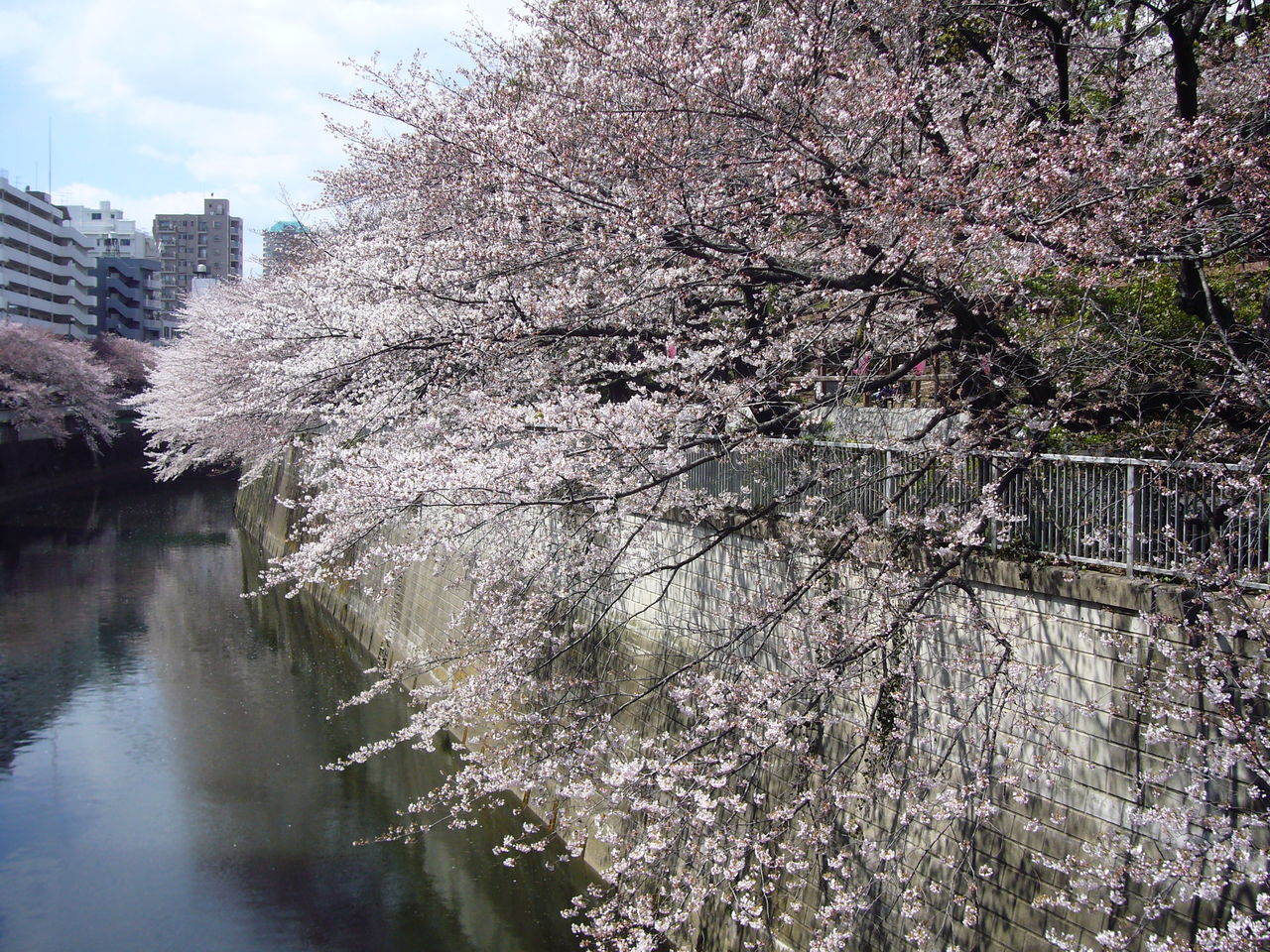 花吹雪となった神田川 四季折々