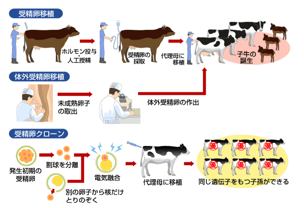 和 ギュノムと産卵率 ウッシウッシでエッサほいサッサ