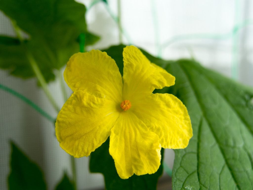 ベランダ菜園 ゴーヤの花が咲きました 東京の田中です
