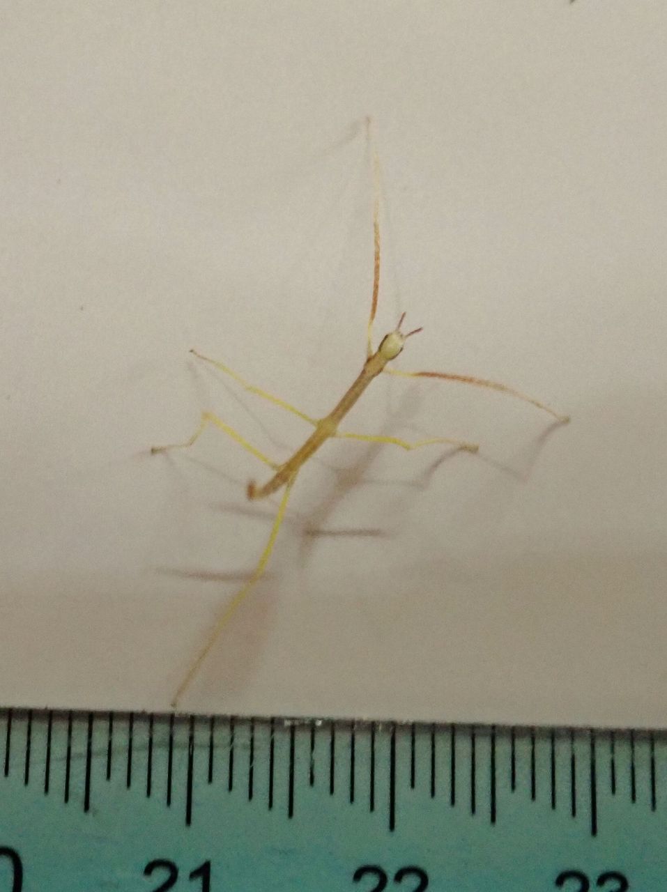 アマミナナフシ孵化 開花 結実中の草木 そして虫 2月26日 火曜日の 個人的 観察園当番日誌 アマミナナフシ孵化 開花 結実中の草木 そして虫 2月26日 火曜日の 個人的 観察園当番日誌