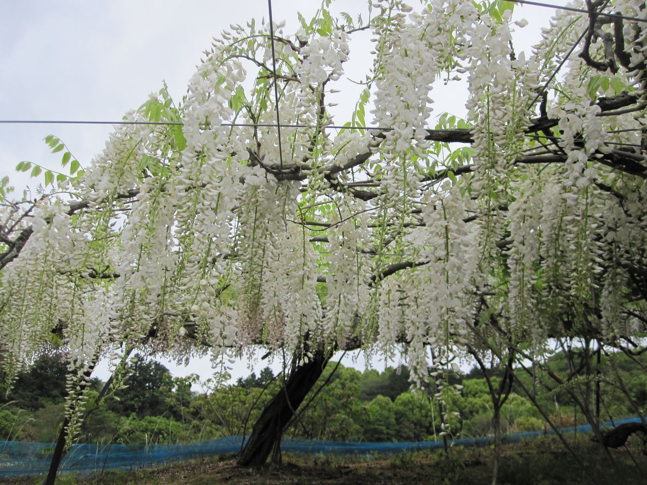 おばさんが行く Hondas660の旅