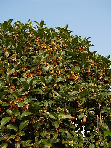 キンモクセイの香り 心地よいが 庭いじりをしないと やまかさんのブログ