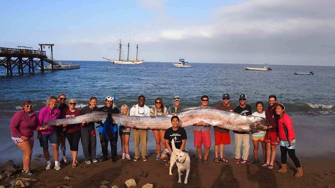 画像あり アメリカ西海岸沖で体長５ ５メートルの巨大深海魚が発見される まとめんたる w 2chまとめ