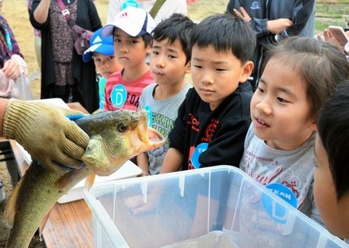 画像あり 水を抜いたらアリゲーターガー 130cmの巨大魚 兵庫県芦屋の 仲ノ池 外来種だらけ まとめんたる W 2chまとめ