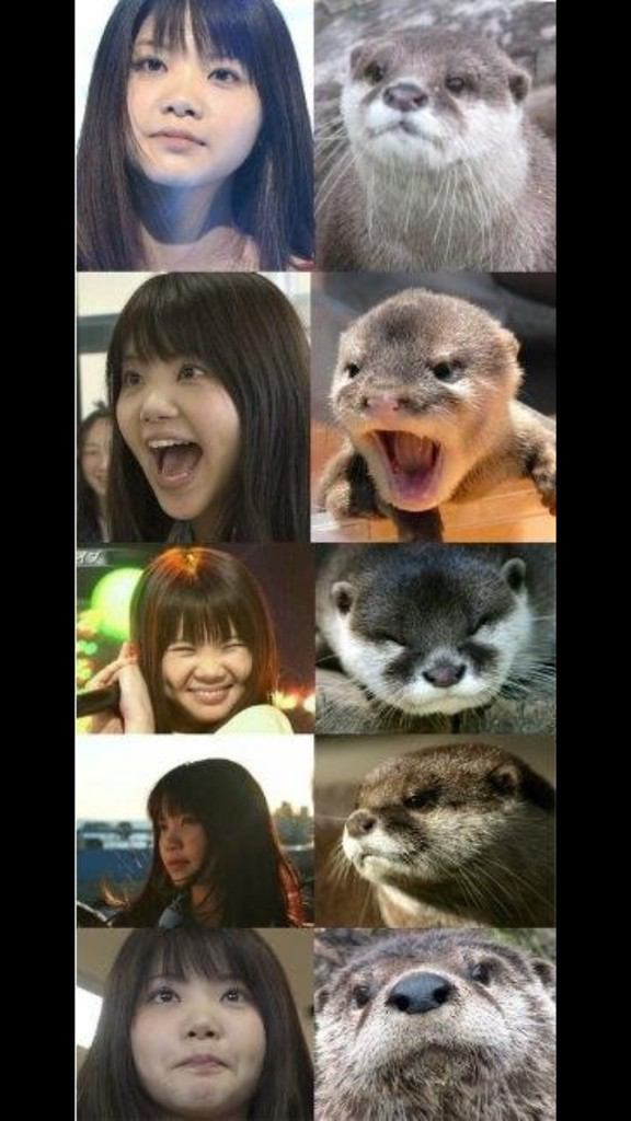 画像あり めっちゃドヤ顔のカワウソが激写される これはムカつくｗｗｗ まとめんたる W 2chまとめ