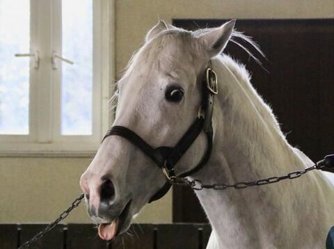 画像 この馬かわいい まとめも 画像 この馬かわいい まとめも