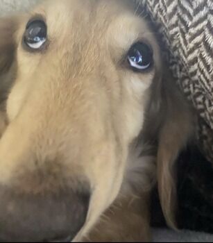 ワイ 犬と一緒になんjをする 画像あり まとめも ワイ 犬と一緒になんjをする 画像あり まとめも