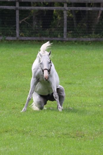 画像 ゴールドシップ 陸上選手に転向 まとめも