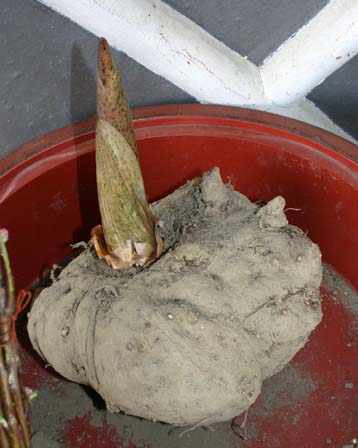 もの言う翔年 ユリウス コンニャクの花 悪魔の舌 または もの言う翔年 ユリウス コンニャクの花 悪魔の舌 または