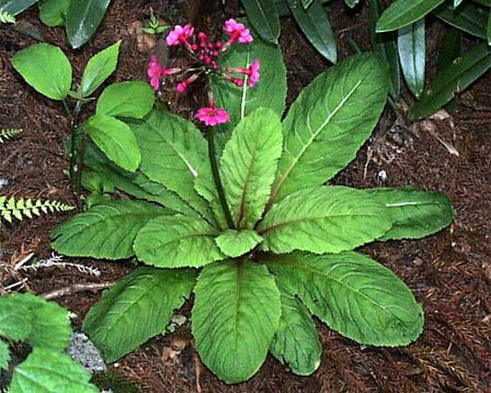 もの言う翔年 ﾕﾘｳｽ 花くらべ シェークスピア