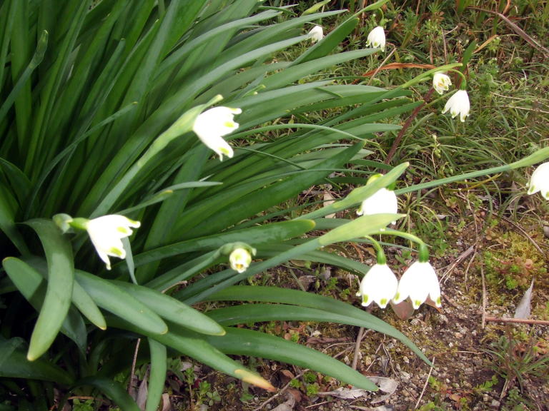 もの言う翔年 ﾕﾘｳｽ 花韮と鈴蘭水仙と福寿草