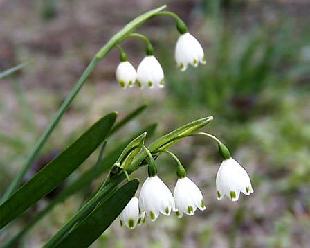 もの言う翔年 ﾕﾘｳｽ 花韮と鈴蘭水仙と福寿草