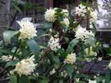 沈丁花