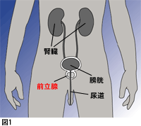 前立腺