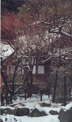 観梅