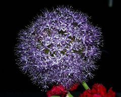 allium