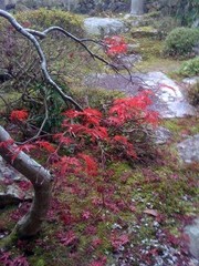 紅葉