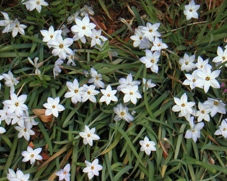 もの言う翔年 ﾕﾘｳｽ 花韮と鈴蘭水仙と福寿草