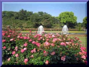 須磨公園のバラ