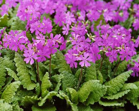 もの言う翔年 ﾕﾘｳｽ 花くらべ シェークスピア