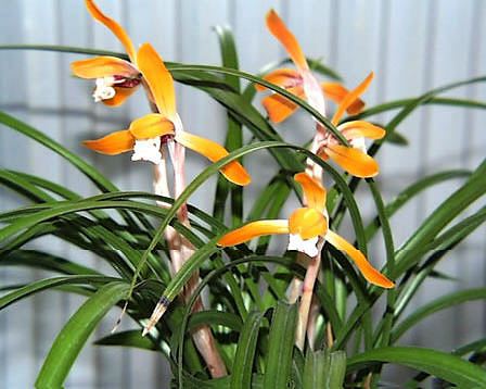 もの言う翔年 ﾕﾘｳｽ 春蘭 ほくろ ジジババ