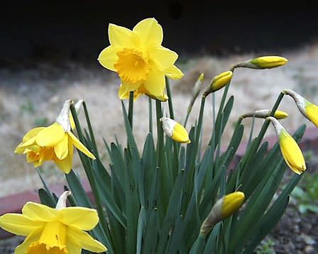 もの言う翔年 ﾕﾘｳｽ 花くらべ シェークスピア