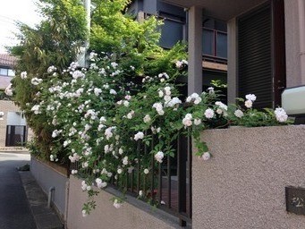 つる薔薇