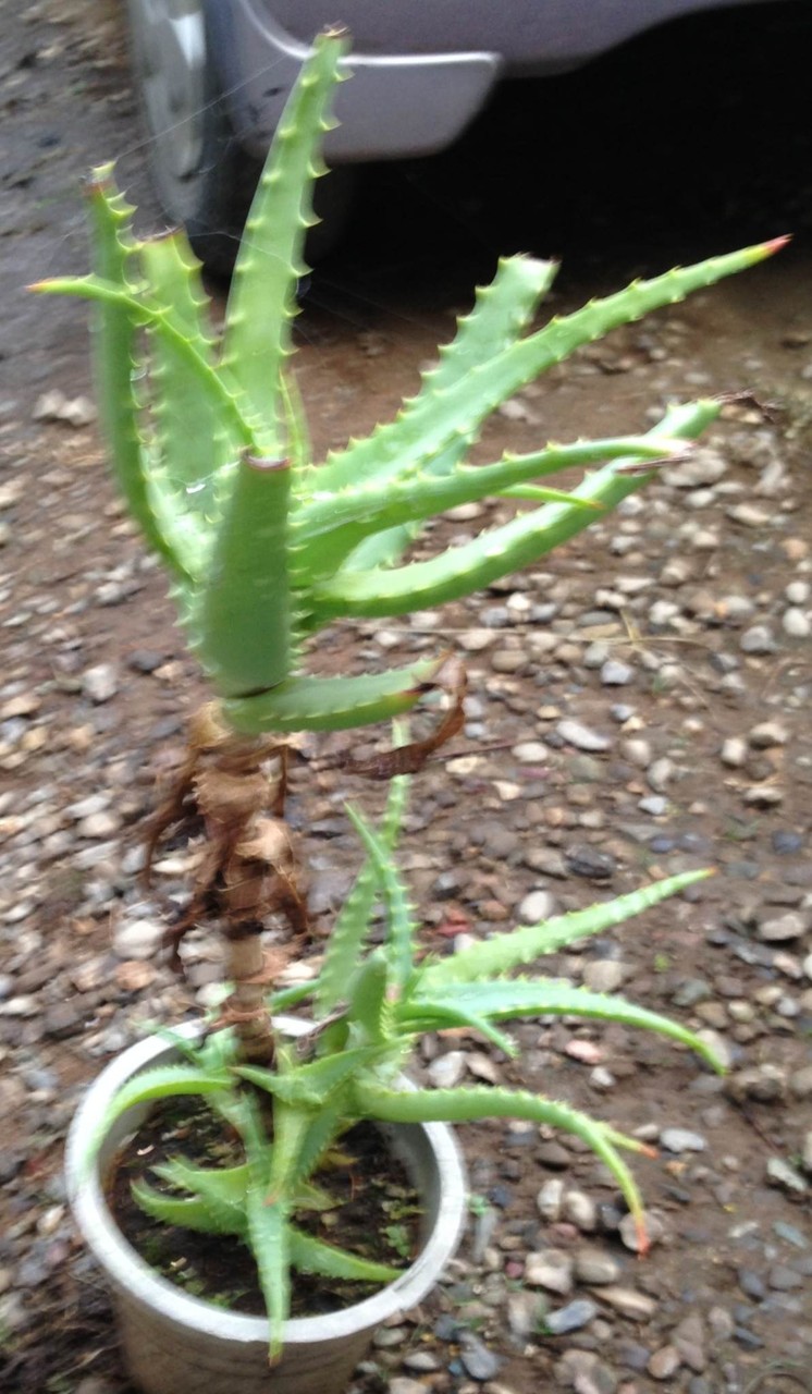 キダチアロエの仕立て 頭がお花畑野郎の日記