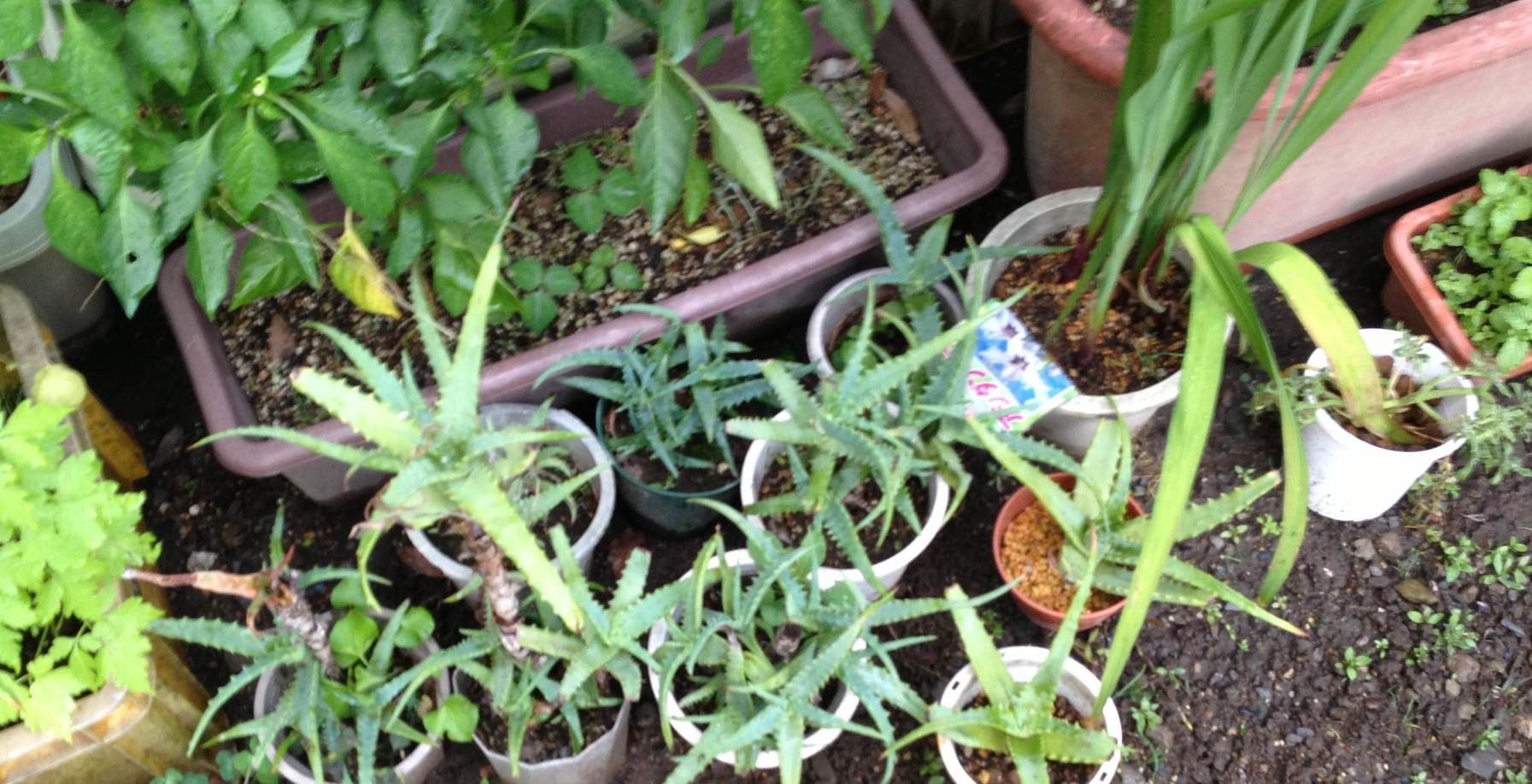 キダチアロエの仕立て 頭がお花畑野郎の日記