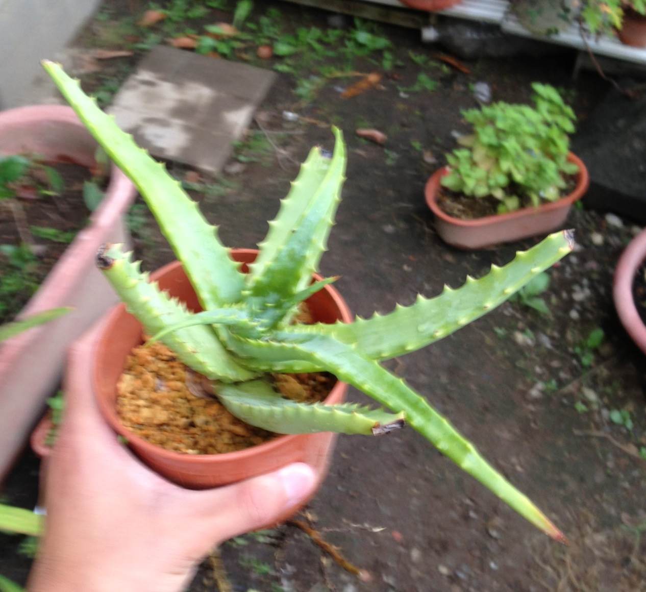 キダチアロエの仕立て 頭がお花畑野郎の日記