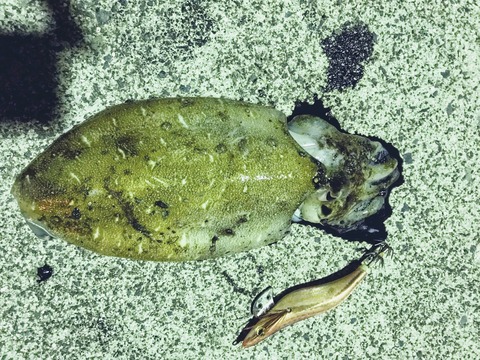 雨上がりのエギング 釣りブログ山口県宇部市マッキンの爆釣夢日記 雨上がりのエギング 釣りブログ山口県宇部市マッキンの爆釣夢日記