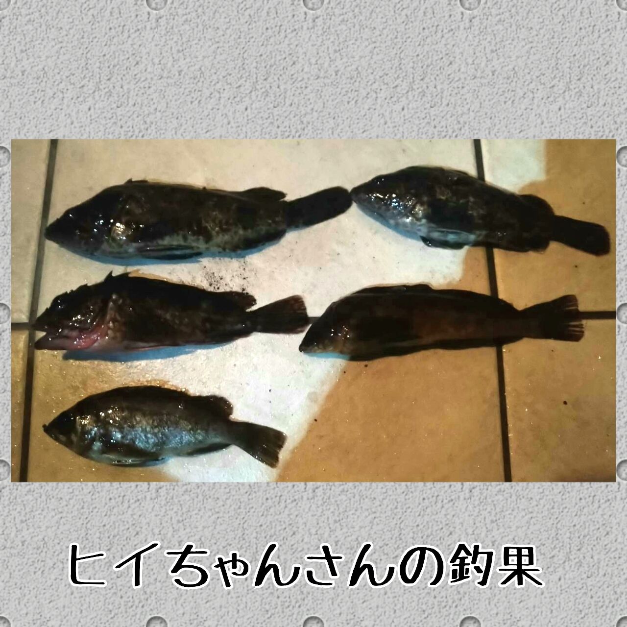 納めたらしいよ ヒイちゃん編 釣りブログ山口県宇部市マッキンの爆釣夢日記
