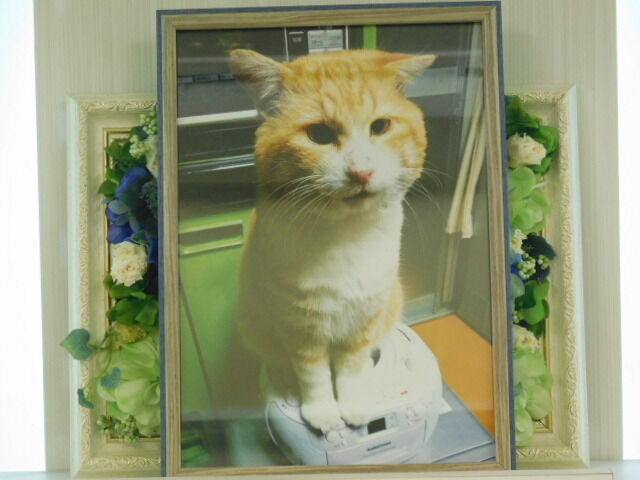 ひたちなか市高野の愛猫どぶちゃんの個別火葬 ペット火葬 霊園 ひたちなか市 水戸ペットセレモニーのblog ペット火葬 霊園 茨城 水戸市