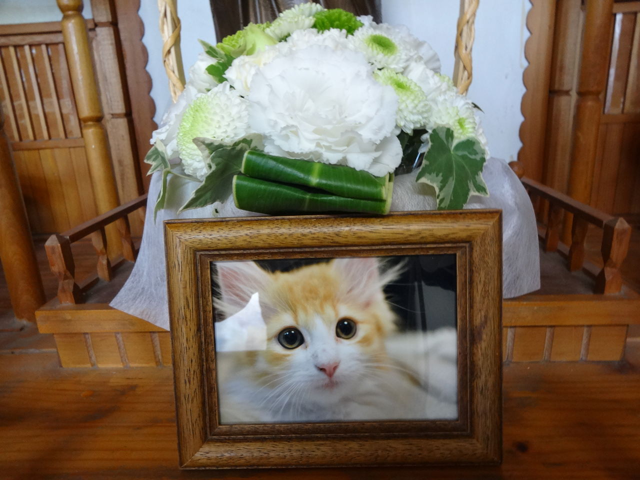 まだ７ヶ月だったノルウェージャン フォレストキャットのマロンくんの個別火葬 ペット火葬 霊園 水戸市 水戸ペットセレモニーのblog ペット火葬 霊園 茨城 水戸市