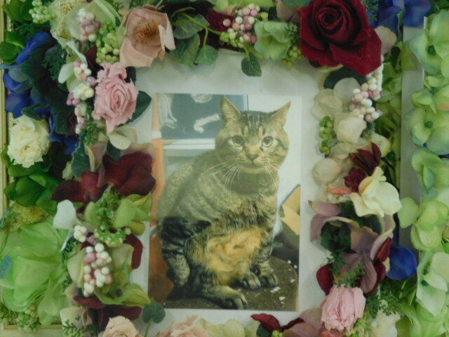 水戸市元吉田町の愛猫風太ちゃんの個別火葬 ペット火葬 霊園 水戸市 水戸ペットセレモニーのblog ペット火葬 霊園 茨城 水戸市