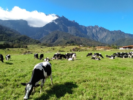 Sabah_Tourism-Siti Nadzirah-PIC_207_desa_cattle