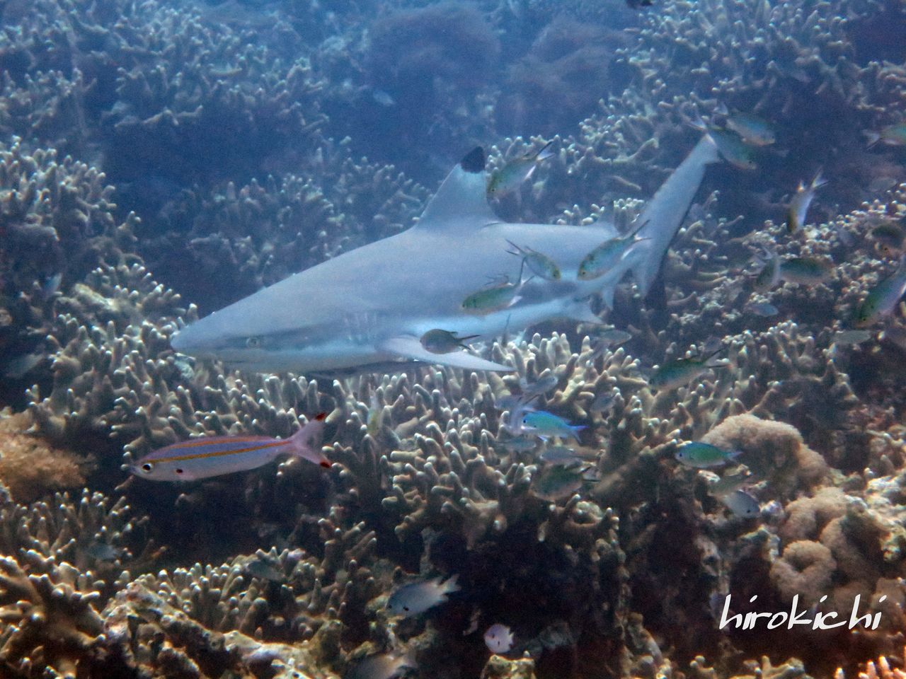 Hirokichiさんのティオマン ダイビング日記 マレーシア政府観光局 オフィシャルブログ