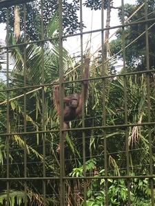 オランウータン島_4