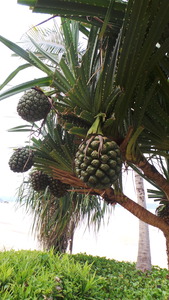 gaya_island_resort_pandan20160705_154826_