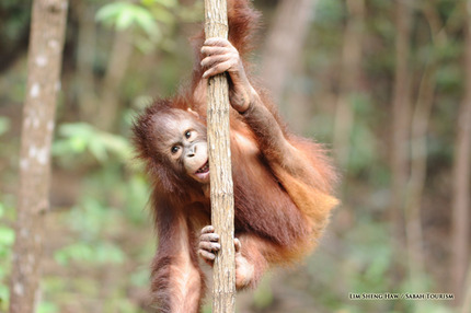 Sabah_Tourism-Lim Sheng Haw-PIC_130_1
