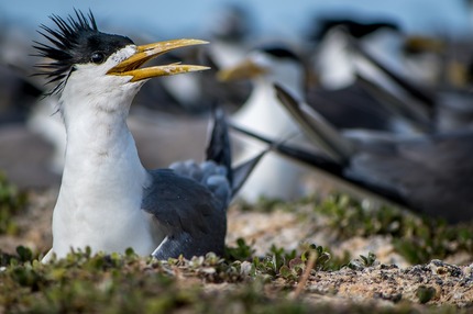 Bird Island1_1
