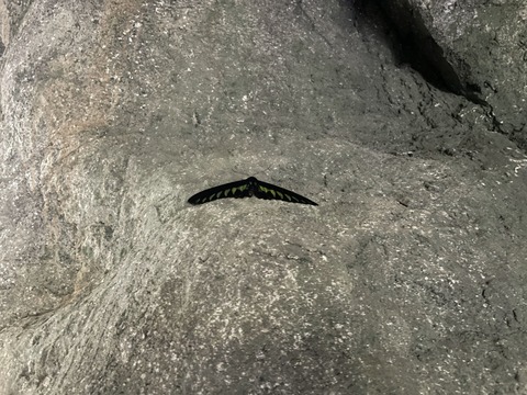 エントピアアカエリトリバネアゲハIMG_9427