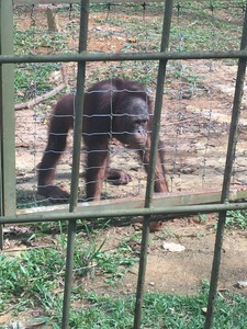 オランウータン島_6