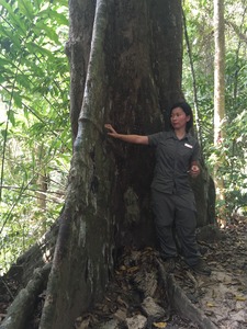 gaya_island_resort_nature_trail_35フタバガキ