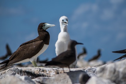 Bird Island_1